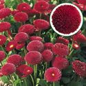 Bild von Bellis grootbloemig P10.5 Red